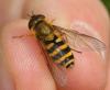 Syrphus ribesii